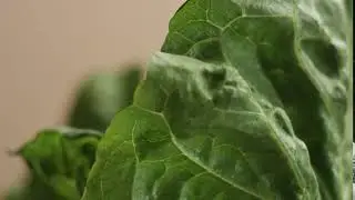 salad leaves closeup movement on beige background with water drops fresh green salad lea