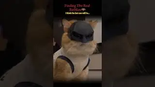 Finding Batman's Cat #Batman #darknightrises #catlovers #catvideos #pets #funnycats