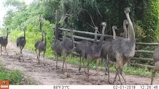 American Rhea with his chicks