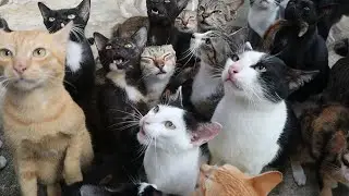 Many Hungry cats crying asking for food