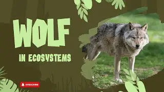THE ROLE OF WOLVES IN ECOSYSTEMS