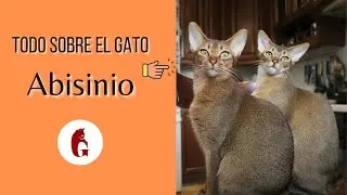 El Gato Abisinio 😻 en Detalle