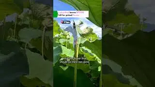 Money growing from lotus stem?