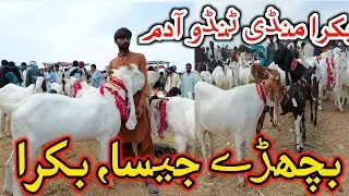 Bakra Mandi tando adam || Bakra Eid 2024 || Update