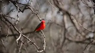 Vermilion Flycatcher, Pyrocephalus obscurus, Catalina State Park, Tucson clip by Sayre Nature