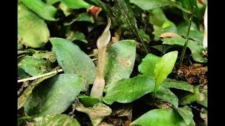 The world's first!! Cryptocoryne regina and Microsorum 【DIscoveryPlanet】