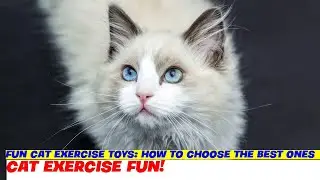 Fun Cat Exercise Toys: How to Choose the Best Ones