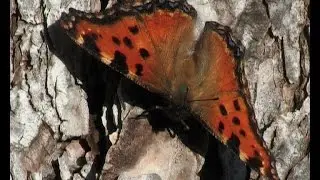 The Large Tortoiseshell (Nymphalis polychloros)