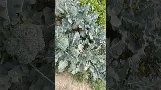Broccoli Flower that will surprise you 🥦🥦 || Home made vegetables || Broccoli plant