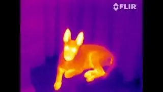 Flir - Imagens termais - Serve pra alguma coisa?