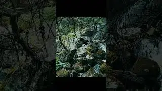 💚🌲 The Hidden Beauty of Nature &ndash; January 13 | Forests, Rivers & the Soul of the Earth | Conte Zumm🌿✨