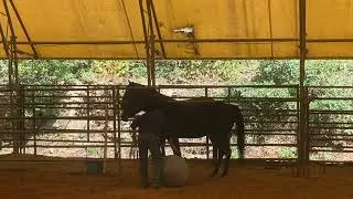 Arabian gelding  desensitization to jolly ball part 2