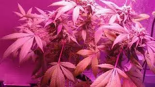 Indoor Grow Chocolate Chunk