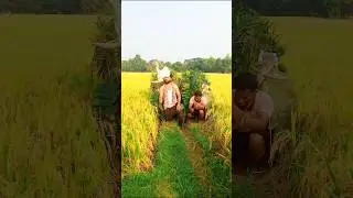 Hunting of buck birds in raw rice? #new# viral #video# for you# trending #60 million #South Korea#