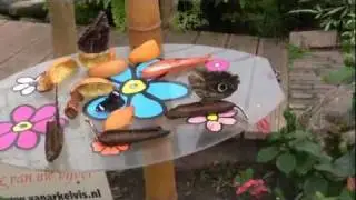 VLINDERTUIN VLINDORADO