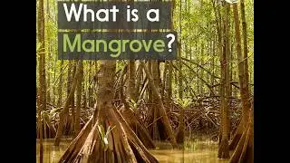 World Mangrove Day | Bali | The Plastic Bank