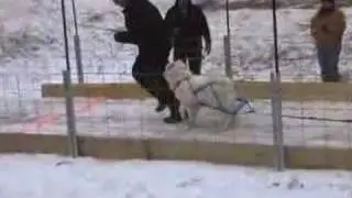 Husky Sled Pulling