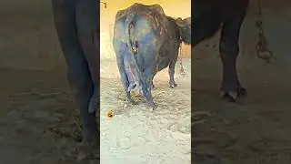 Top quality# Murrha Buffalo #Black gold#*****