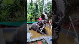Thekkady#elephant shower#shorts