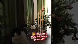 😺Кто в этом году 🌲будет ронять? #двесобакитрикота