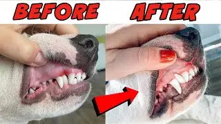 How to Correct Dog's Teeth at Home: Bull Terrier and other Breeds