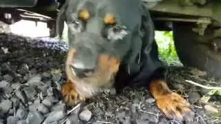 Hand feeding scared stray rottweiler dog that needs medical attention.