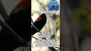 Spirit Animal Totem: Red- Winged Blackbird