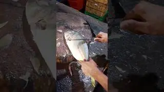 #malaver mala#travel #fish #wow #awesome #youtube #trendingshorts #video