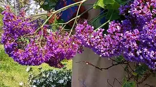 Perez's Sea Lavender