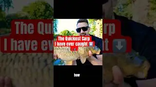 Самый быстрый карп, которого я когда-либо ловил! #карп #зеркальныйкарп #карпоимка