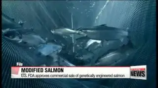 U.S. FDA approves genetically modified salmon for human consumption   미 FDA， 유전자