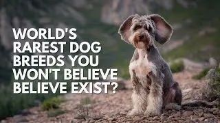 WORLD'S RAREST Dog Breeds You Won't Believe Exist?