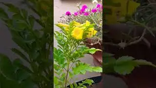 Yellow Tecoma Dwarf | Tecoma blooming