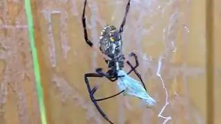 Garden spider eating grasshopper