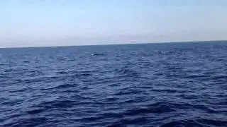 Dolphins Malta Sacs