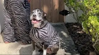 Making my dog a matching outfit with Simplicity&rsquo;s pattern 1578 (D)