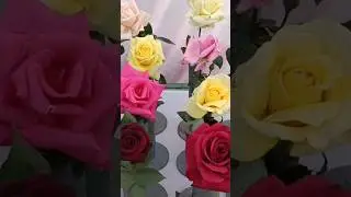 NBRI ROSES & GLADIOLUS SHOW 2023 #lucknow #roses #show #gladiolus