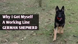 Working Line German Shepherd in India | Why I Got Myself a Working Line German Shepherd?