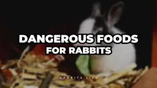 Dangerous Foods for Rabbits: What You Need to Know
