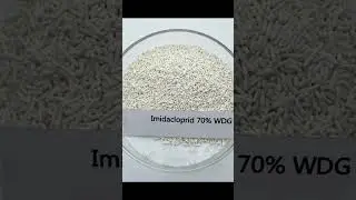 wheat root aphid problem condition for spray 🌾🌾 #agricultura #farmingmethod# farmer's toolbox