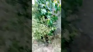 quassage de voler extr&eacute;
