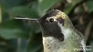 Amazing  bird, every second color changing bird with beauty from God's creation