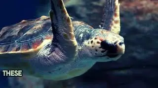 🌊🌴Dive into the Bahamas Ocean: FULL HD Earth Nature Creations #documentary #bahamas #ocean #HD #fish