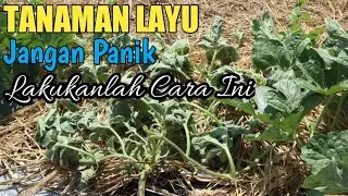 cara mengatasi layu tanaman melon dan semangka karena serangan mycospaerella meloni