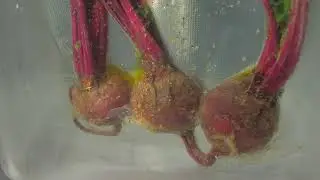 SOUS VIDE BEETS! THE BEST TEXTURE!