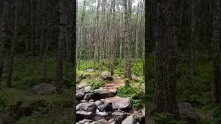 The sound of flowing water #forestrelaxation #nature #relaxingforestsounds #relaxing #soothingsound