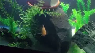 Citrinellus Midas Fish in 135 Gallon Tank