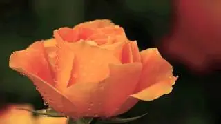 Romina Basso -  Handel: Rodelinda, 