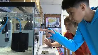 Crabs in the Classroom
