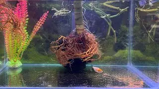 Bigger Goldfish Tank For Baby Goldfish Fishtank Set Up #goldfishtank #goldfishaquarium #goldfishfood